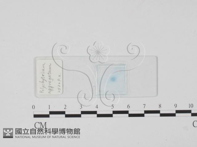 登錄號:F0017911藏品圖，第1張