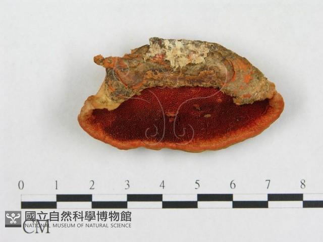 登錄號:F0005911藏品圖，第1張
