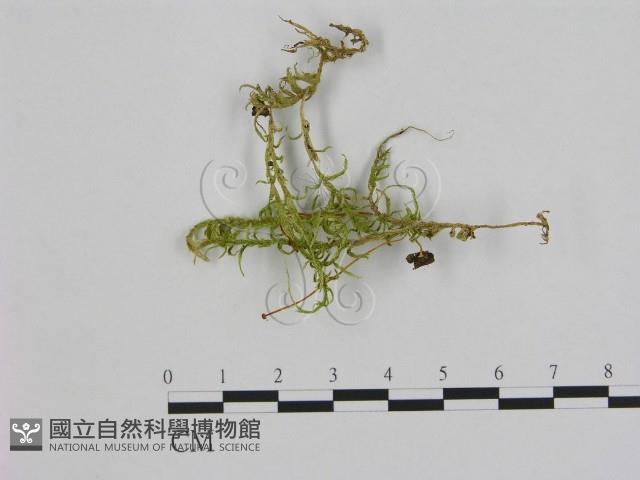登錄號:F0015911藏品圖，第1張