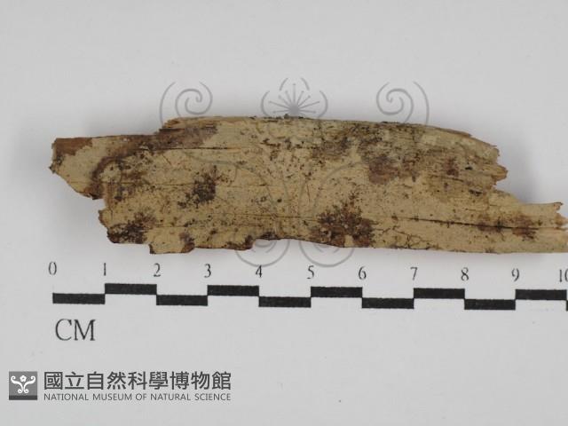 絲齒菌屬藏品圖，第1張