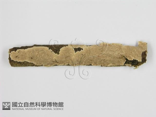 登錄號:F0009911藏品圖，第1張