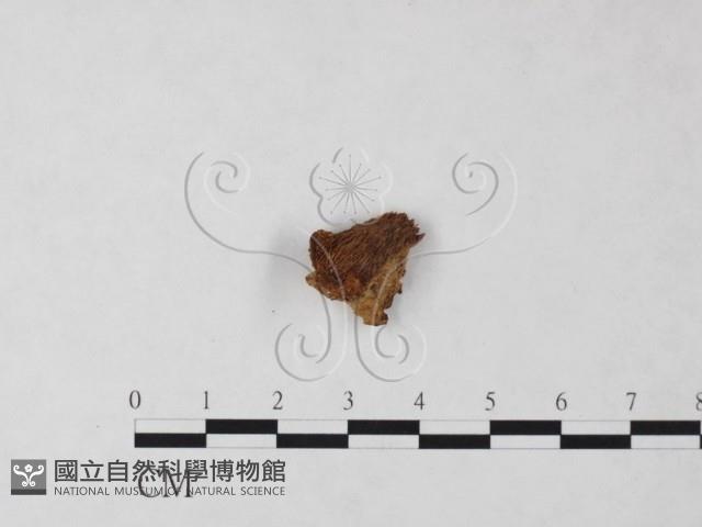 顯絲菌屬藏品圖，第1張