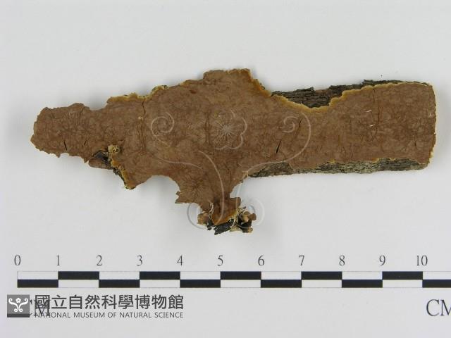 刺革菌屬藏品圖，第1張