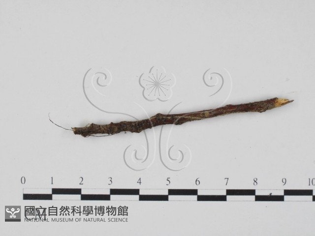 登錄號:F0013911藏品圖，第1張