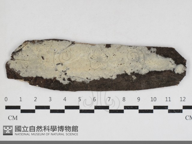 粗糙孢菌屬藏品圖，第1張