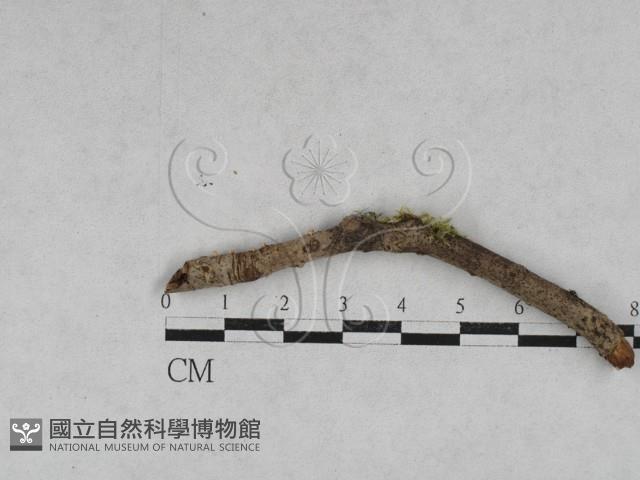 登錄號:F0028611藏品圖，第1張