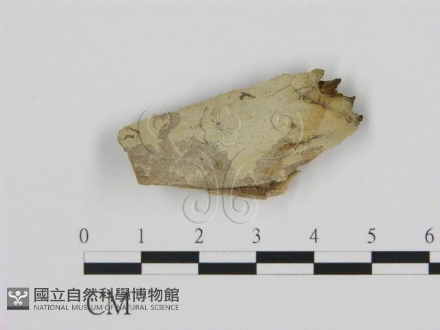 登錄號:F0008611藏品圖，第1張