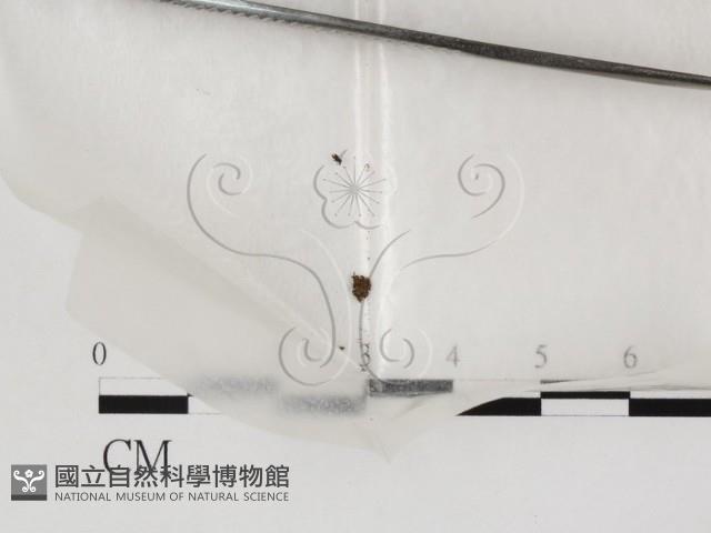 登錄號:F0000611藏品圖，第1張
