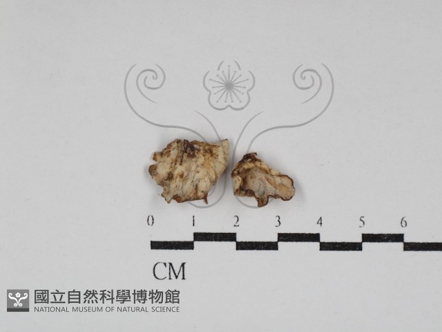 乾酪菌屬藏品圖，第1張