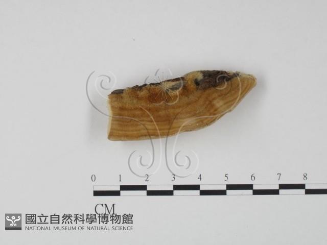 登錄號:F0006611藏品圖，第1張