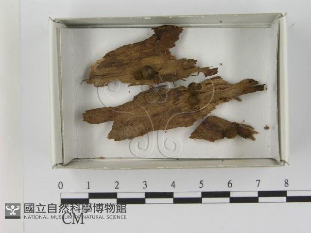 登錄號:F0021611藏品圖，第1張