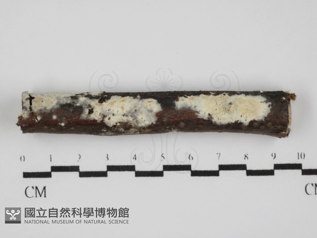 登錄號:F0031611藏品圖，第1張