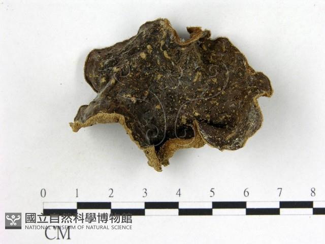 毛木耳藏品圖，第1張