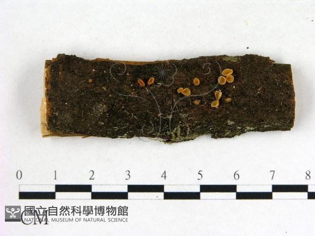 登錄號:F0022611藏品圖，第1張