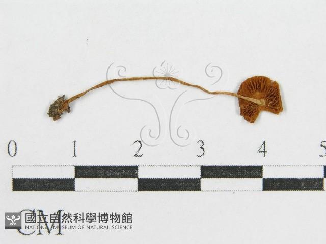 登錄號:F0012611藏品圖，第1張