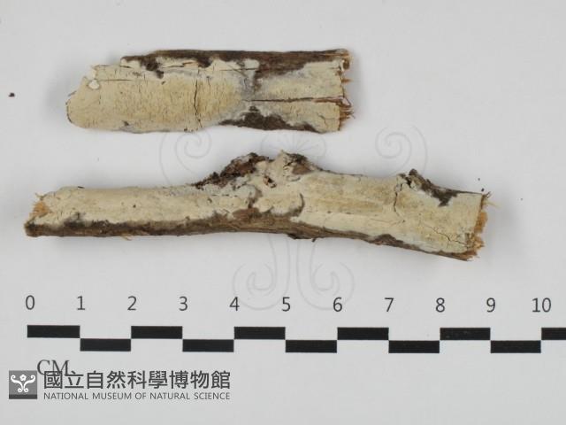筍殼菌屬藏品圖，第1張