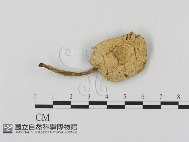 登錄號:F0007611藏品圖，第1張