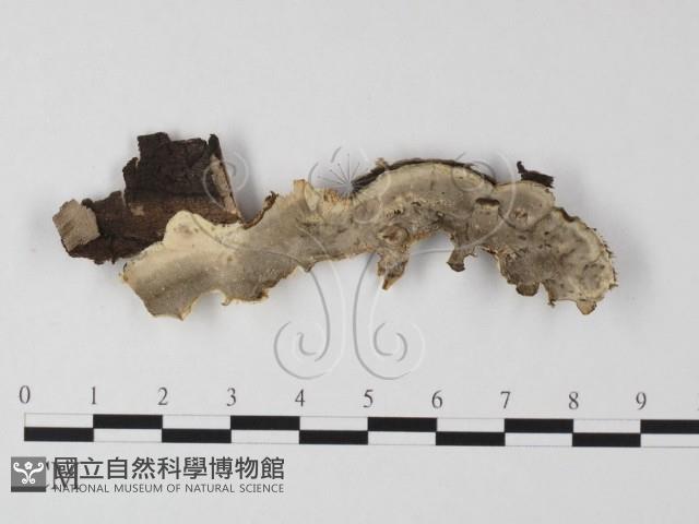 煙管菌藏品圖，第1張