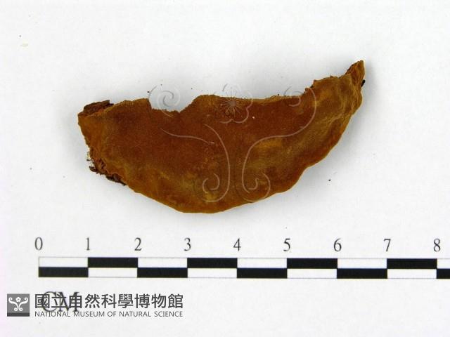 登錄號:F0005611藏品圖，第1張