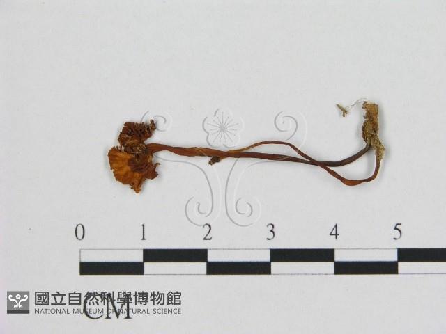 登錄號:F0015611藏品圖，第1張