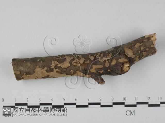 盤革菌屬藏品圖，第1張