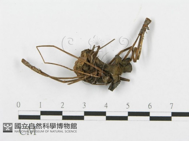 登錄號:F0013611藏品圖，第1張