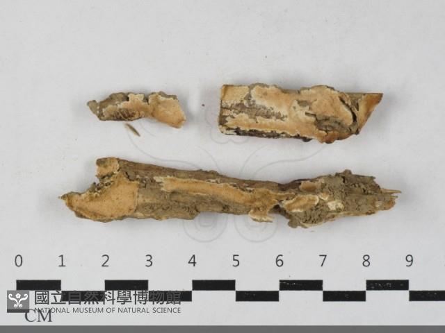 登錄號:F0033611藏品圖，第1張