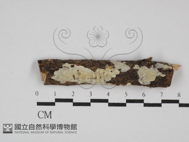 登錄號:F0028411藏品圖，第1張