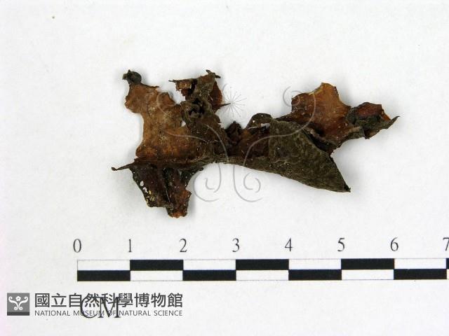 登錄號:F0000411藏品圖，第1張