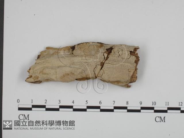 登錄號:F0010411藏品圖，第1張