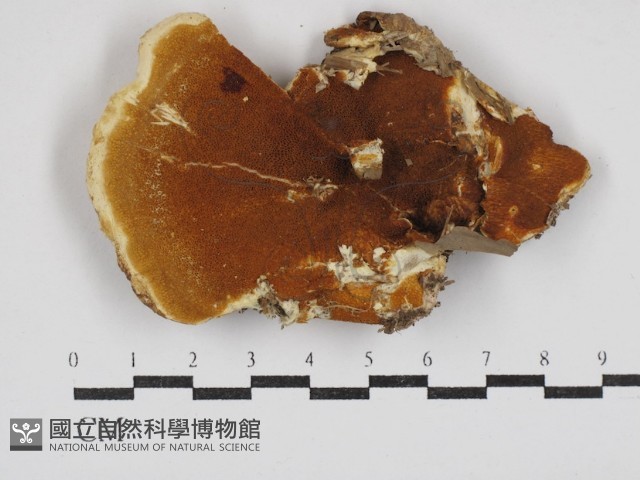 登錄號:F0030411藏品圖，第1張