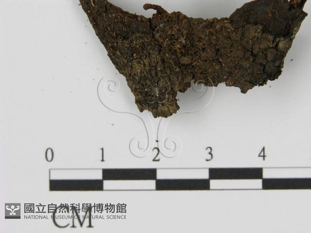 登錄號:F0021411藏品圖，第1張