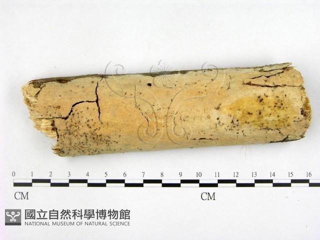 登錄號:F0001411藏品圖，第1張