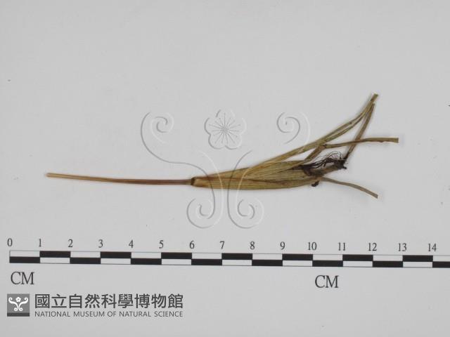 登錄號:F0011411藏品圖，第1張