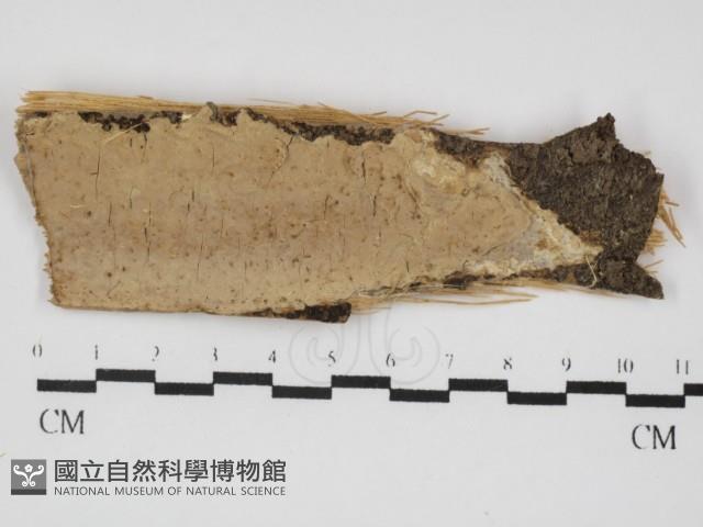 顯絲菌屬藏品圖，第1張