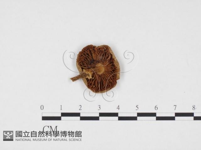 登錄號:F0024411藏品圖，第1張
