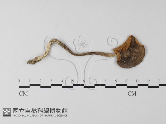 登錄號:F0004411藏品圖，第1張