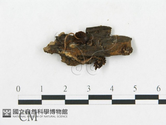 登錄號:F0014411藏品圖，第1張