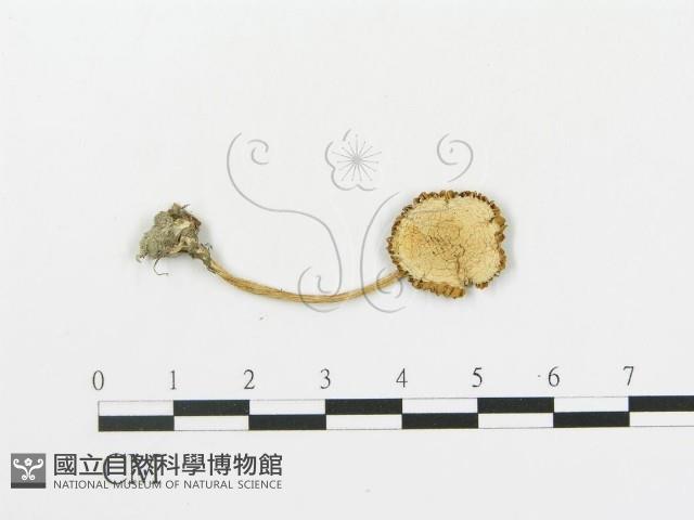 登錄號:F0012411藏品圖，第1張