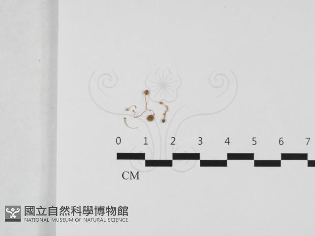 登錄號:F0032411藏品圖，第1張