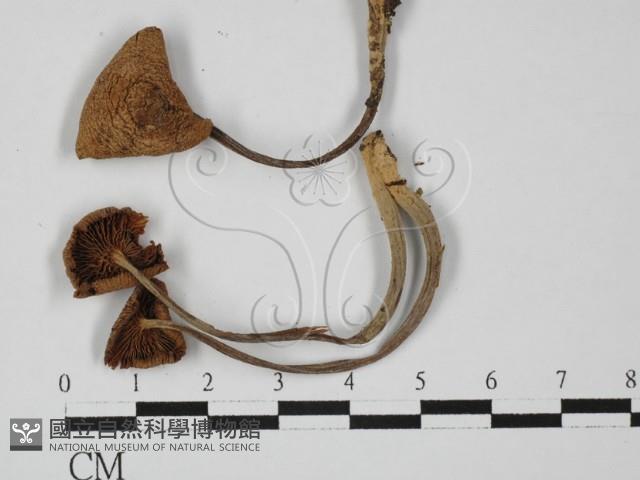 登錄號:F0027411藏品圖，第1張