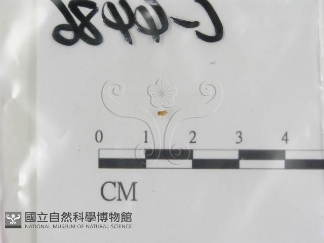 登錄號:F0013411藏品圖，第1張