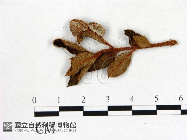 登錄號:F0020711藏品圖，第1張