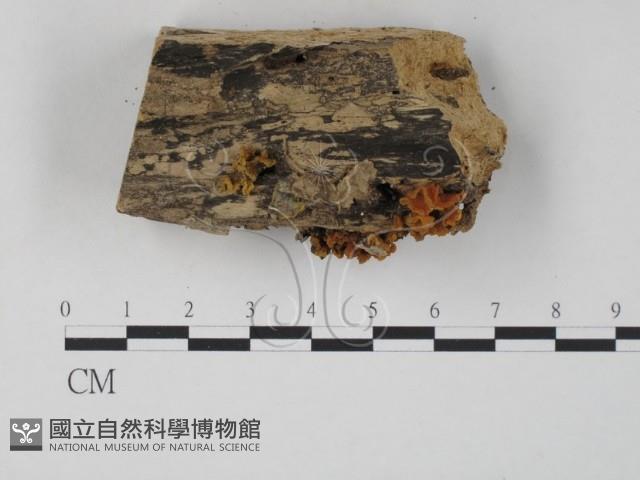 登錄號:F0010711藏品圖，第1張