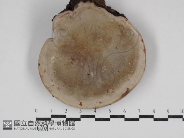 登錄號:F0030711藏品圖，第1張