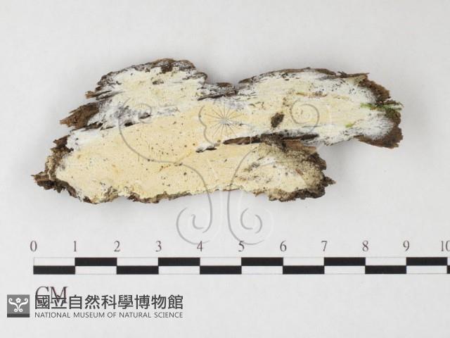 骨皮菌屬藏品圖，第1張