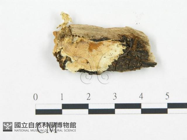 登錄號:F0006711藏品圖，第1張