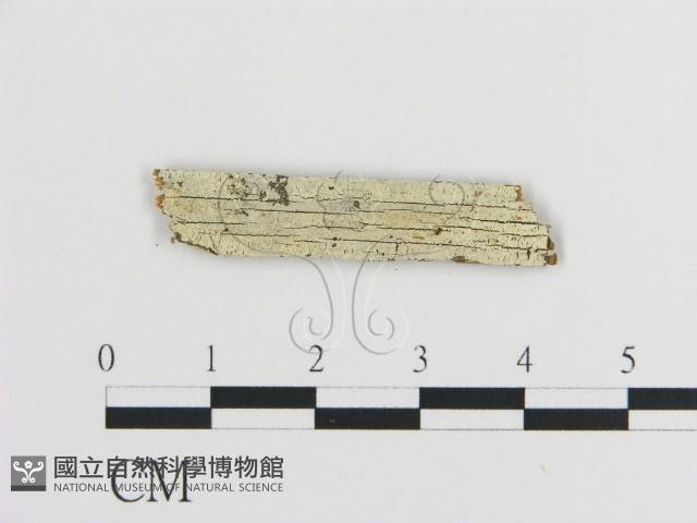登錄號:F0016711藏品圖，第1張