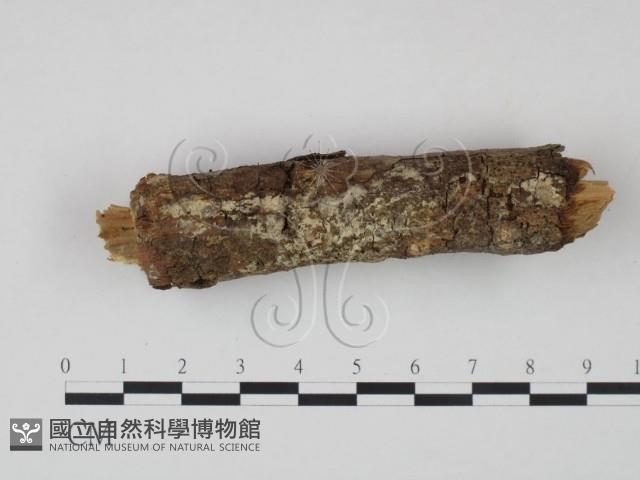 剛毛絲皮菌藏品圖，第1張