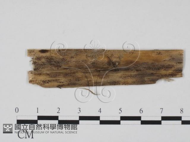 登錄號:F0011711藏品圖，第1張
